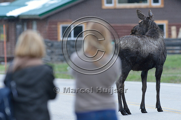 Moose (Alces alces) on road, Montana, USA