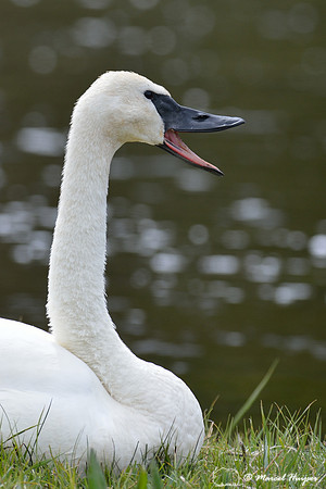 Trumpeter swan (Cygnus buccinator), Wyoming, USA