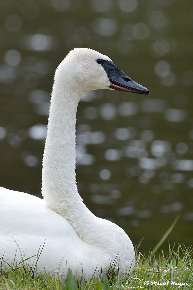 Trumpeter swan (Cygnus buccinator), Wyoming, USA