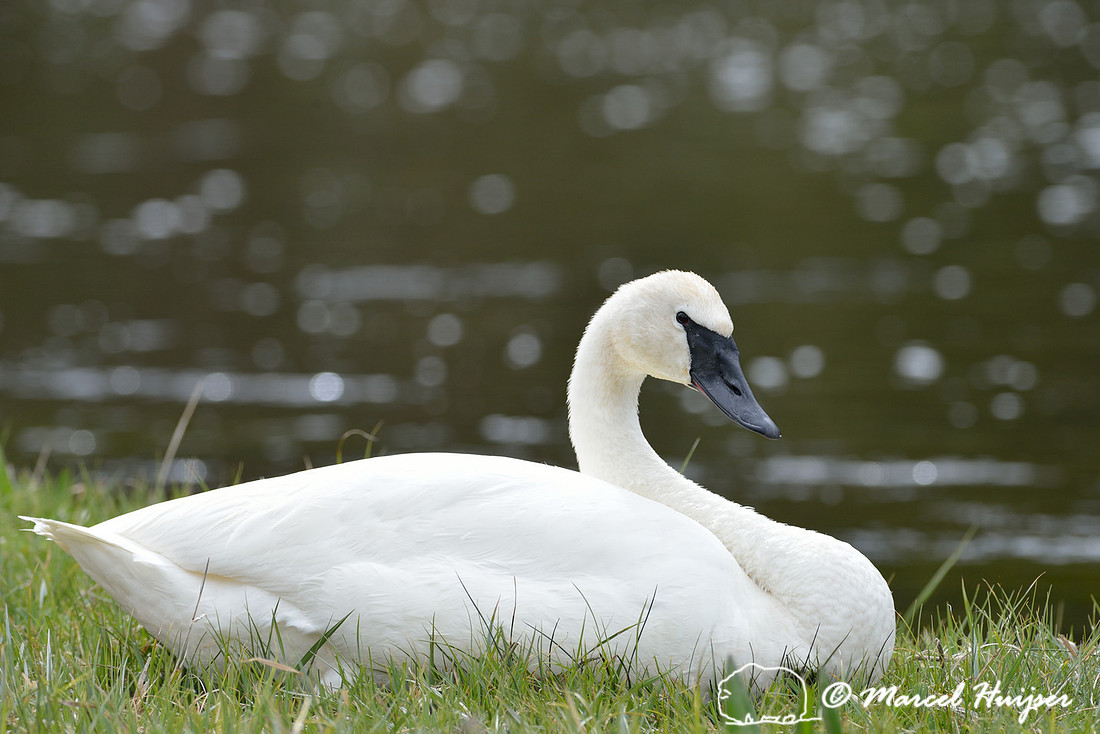 Trumpeter swan (Cygnus buccinator), Wyoming, USA