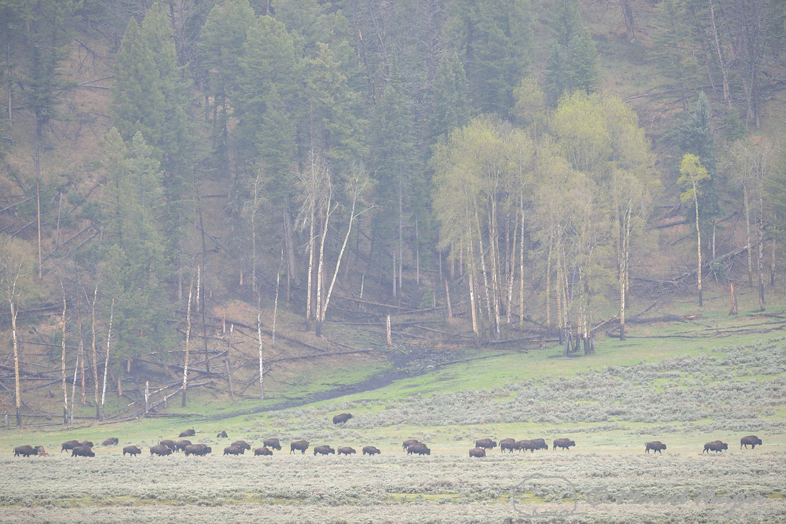 Bison (Bison bison) herd, Wyoming, USA