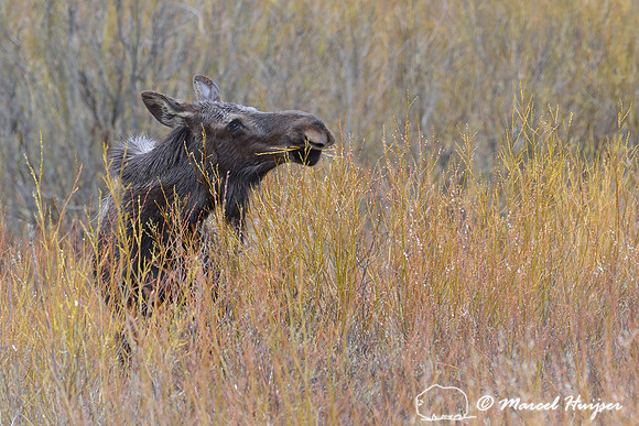 Moose (Alces alces) eating willows, Montana, USA