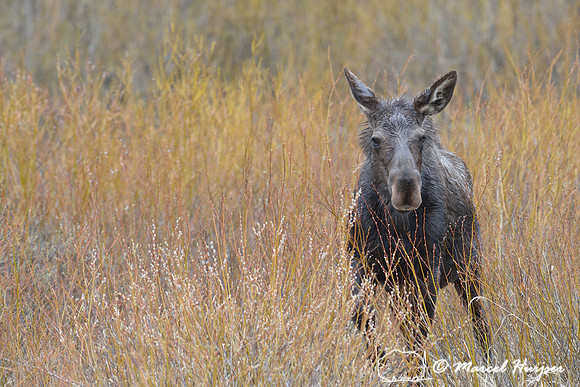 Moose (Alces alces) eating willows, Montana, USA