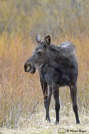 Moose (Alces alces) eating willows, Montana, USA