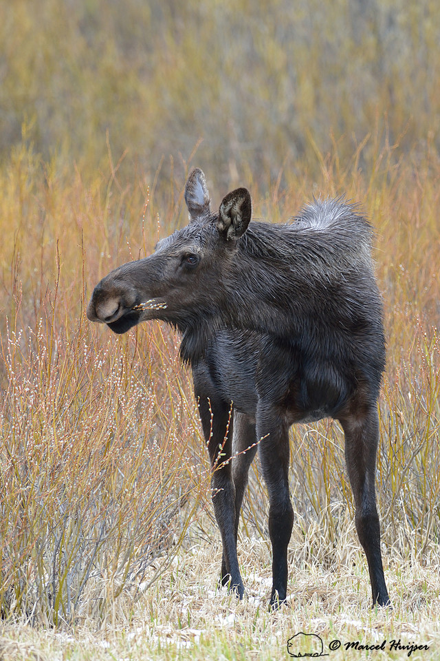 Moose (Alces alces) eating willows, Montana, USA