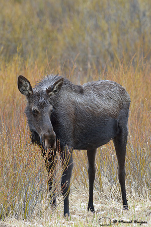 Moose (Alces alces) eating willows, Montana, USA