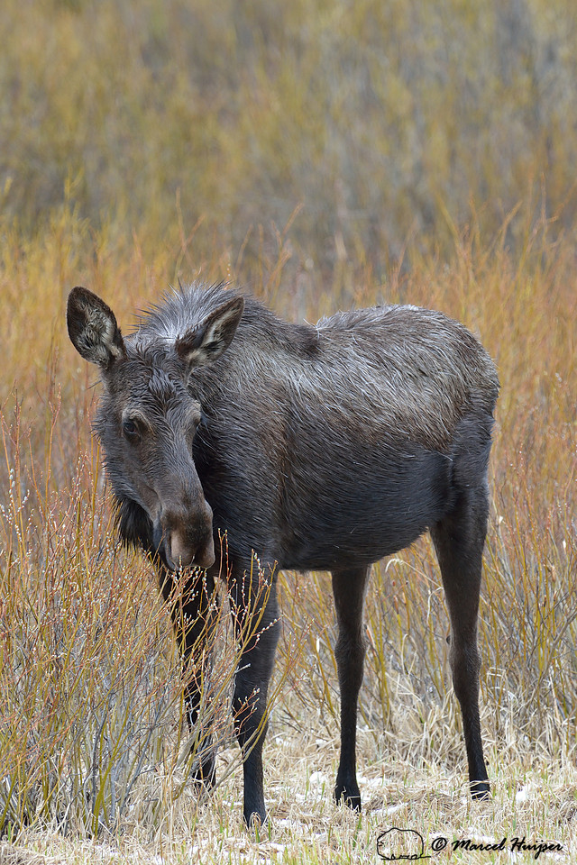 Moose (Alces alces) eating willows, Montana, USA