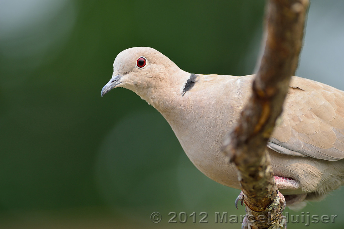 Backyard wildlife in Missoula, Montana: Eurasian collared-dove (Streptopelia decaocto)