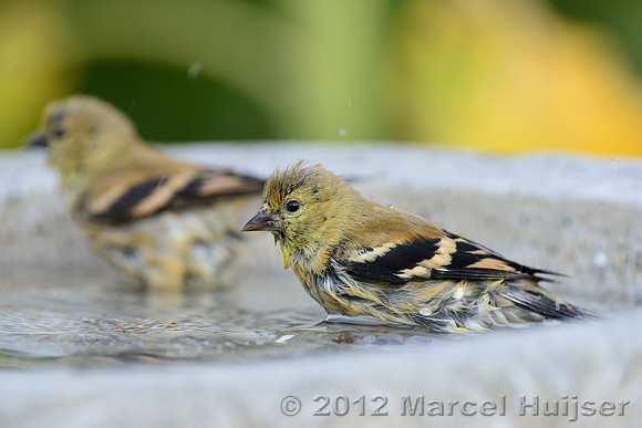 American goldfinch (Carduelis tristis), Missoula, Montana, USA