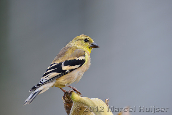 American goldfinch (Carduelis tristis), Missoula, Montana, USA