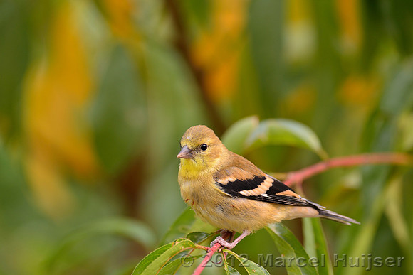 American goldfinch (Carduelis tristis), Missoula, Montana, USA