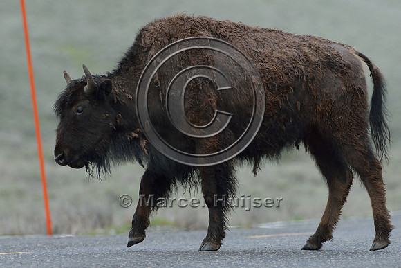Bison (Bison bison) on road, Wyoming, USA