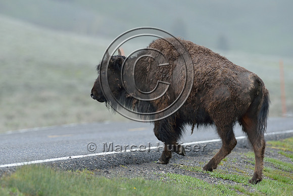 Bison (Bison bison) on road, Wyoming, USA