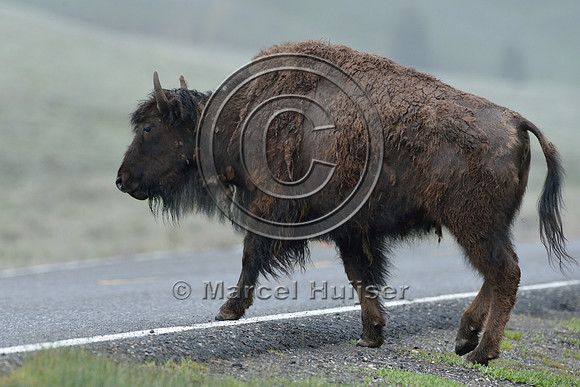 Bison (Bison bison) on road, Wyoming, USA