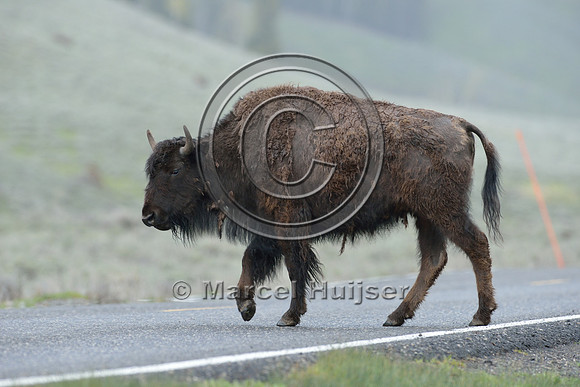 Bison (Bison bison) on road, Wyoming, USA
