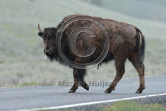 Bison (Bison bison) on road, Wyoming, USA