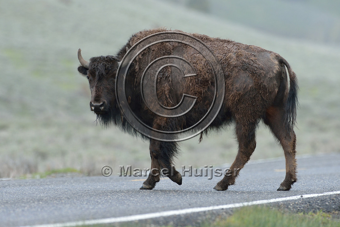 Bison (Bison bison) on road, Wyoming, USA