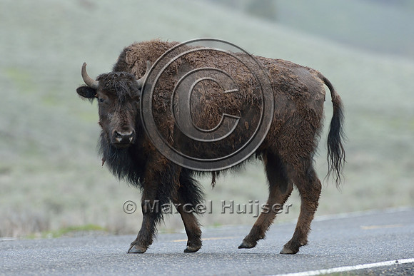 Bison (Bison bison) on road, Wyoming, USA