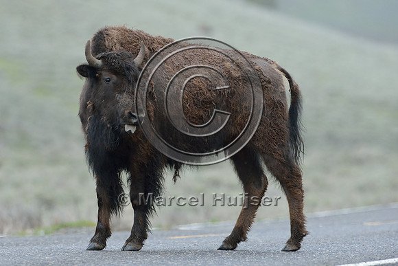 Bison (Bison bison) on road, Wyoming, USA