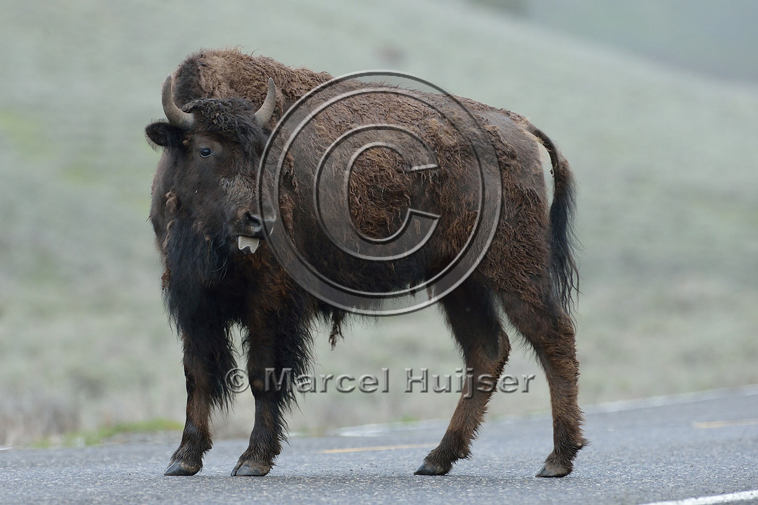 Bison (Bison bison) on road, Wyoming, USA