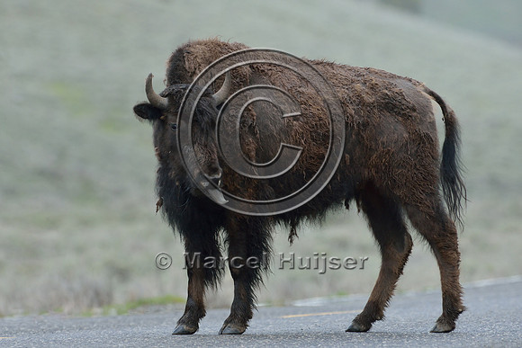 Bison (Bison bison) on road, Wyoming, USA