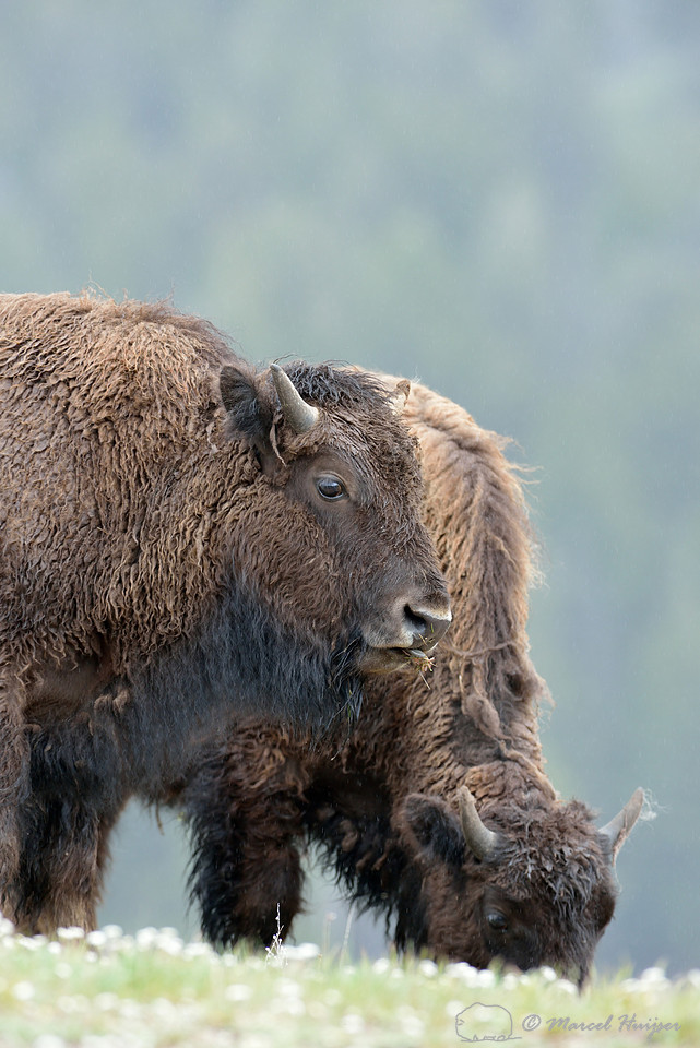 Bison (Bison bison), Wyoming, USA