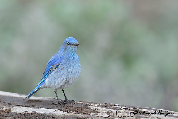 Mountain bluebird (Sialia currucoides), Wyoming, USA
