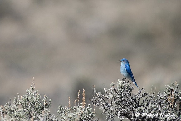 Mountain bluebird (Sialia currucoides), Montana, USA