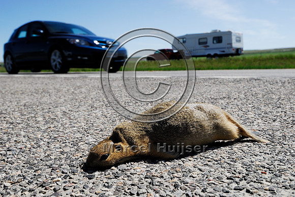 Uinta ground squirrel (Spermophilus armatus) roadkill, MT