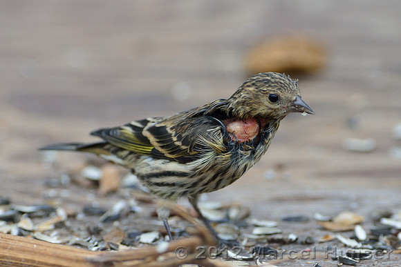 Pine siskin (Carduelis pinus), Missoula, Montana, USA