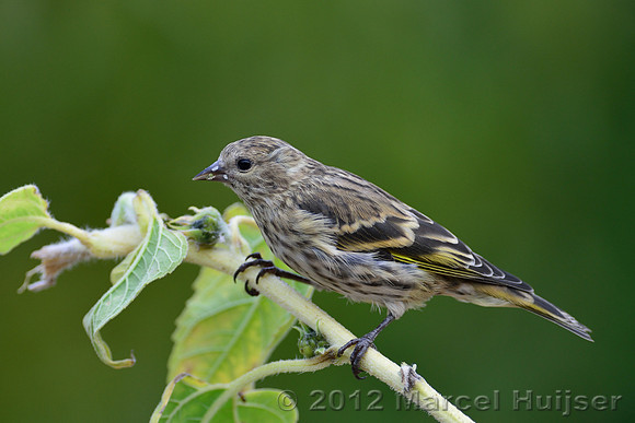 Pine siskin (Carduelis pinus), Missoula, Montana, USA