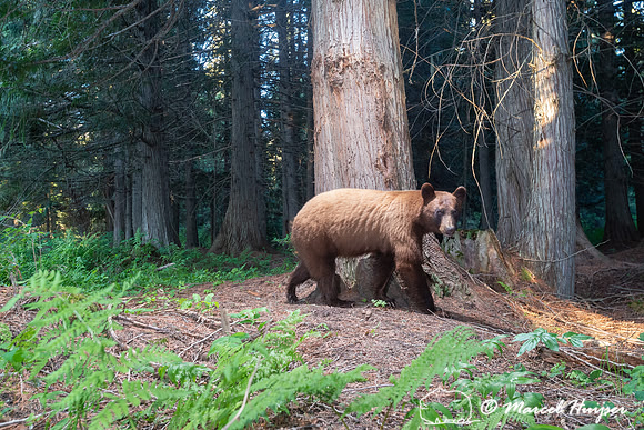 American black bear (Ursus americanus), cinnamon color, at rub t