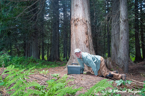 Marcel Huijser tests DSLR camera trap at a bear rub tree, Montan
