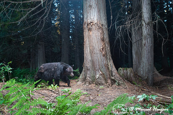 Black bear (Ursus americanus) at bear rub tree, Montana