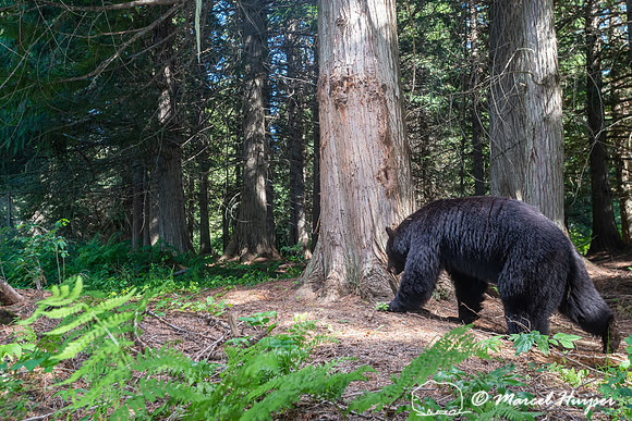 Black bear (Ursus americanus) at bear rub tree, Montana