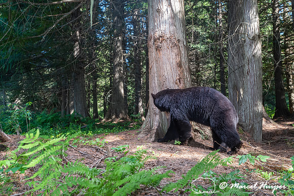 Black bear (Ursus americanus) at bear rub tree, Montana