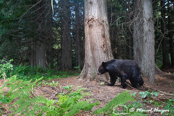 Black bear (Ursus americanus) at bear rub tree, Montana