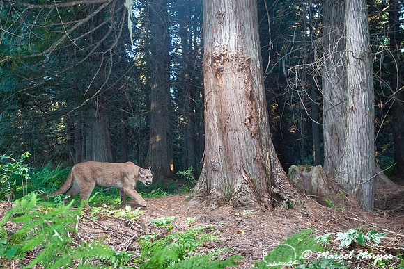 Mountain Lion (Puma concolor), at bear rub tree, Montana