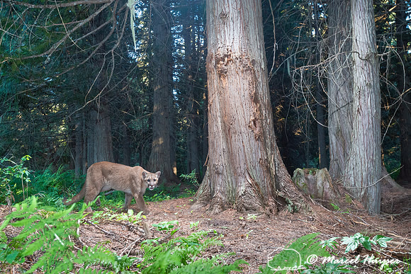 Mountain Lion (Puma concolor), at bear rub tree, Montana