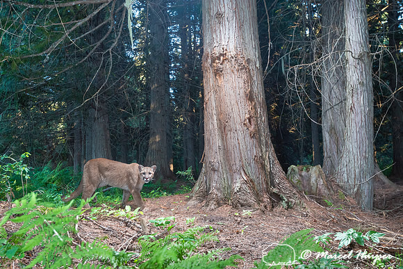 Mountain Lion (Puma concolor), at bear rub tree, Montana