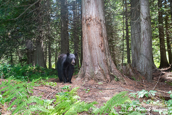 Black bear (Ursus americanus) at bear rub tree, Montana