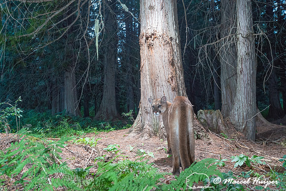 Mountain Lion (Puma concolor), at bear rub tree, Montana
