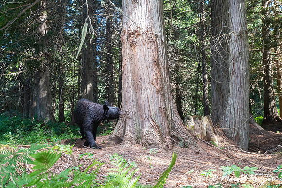 Black bear (Ursus americanus) at bear rub tree, Montana