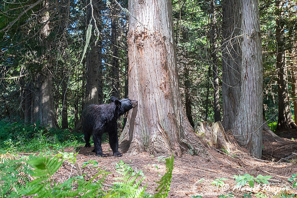 Black bear (Ursus americanus) at bear rub tree, Montana
