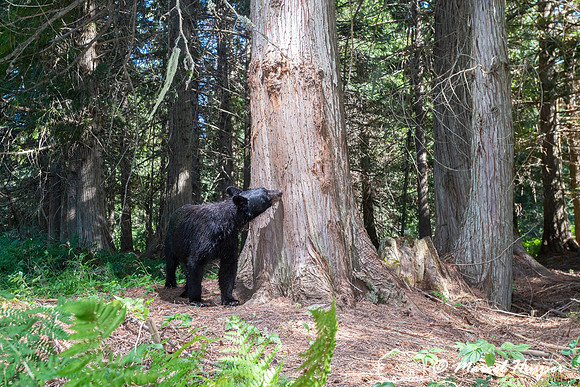 Black bear (Ursus americanus) at bear rub tree, Montana