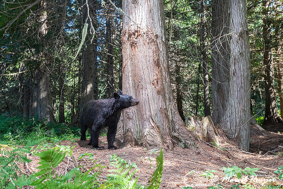 Black bear (Ursus americanus) at bear rub tree, Montana
