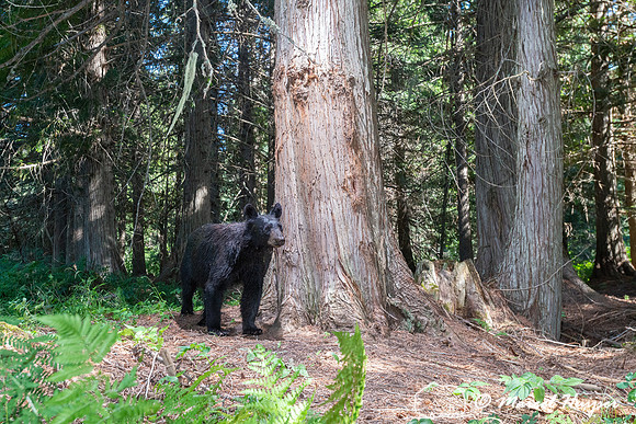 Black bear (Ursus americanus) at bear rub tree, Montana