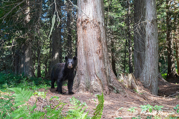 Black bear (Ursus americanus) at bear rub tree, Montana