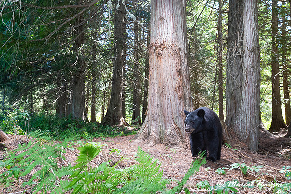 Black bear (Ursus americanus) at bear rub tree, Montana
