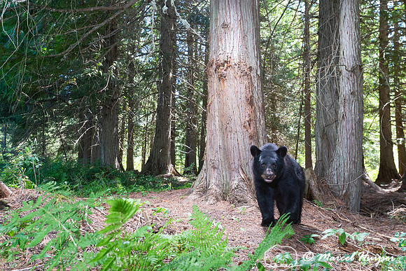 Black bear (Ursus americanus) at bear rub tree, Montana